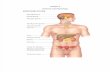 Anatomy & Physiology Endocrine