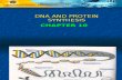 biology-DNA & protein synthesis Chapter 10