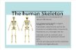 LO1 - The Human Skeleton