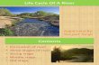 Life Cycle of a River