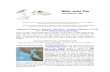 August 2007 White Tailed Kite Newsletter, Altacal Audubon Society