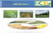 31st march,2015 daily exclusive oryza rice e newsletter
