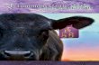 Tummons Cattle - Lowline Dispersal Sale
