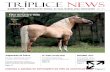 Jornal Tríplice News 01