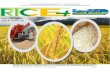 24th july (friday), 2015 daily exclusive oryza rice e newsletter by riceplus magazine