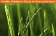 27th october ,2015 daily global regional local rice e newsletter by rice plus magazine