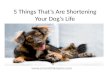 5 Things That are Shortening Your Dog's Life