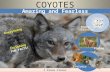 Coyote Wildlife