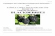 Sample Costs to Establish and Produce Fresh Market Blackberries