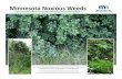Minnesota Noxious Weeds