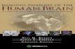 Imaging Anatomy of the Human Brain: A Comprehensive Atlas ...