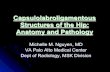 Capsulolabroligamentous Structures of the Hip: Anatomy and ...