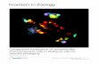 Comparative localization of serotonin-like immunoreactive cells in ...