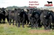 Australian Angus Beef Genetics