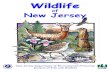 Wildlife of New Jersey Coloring Book