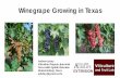 Winegrape Growing in Texas Andrew Labay
