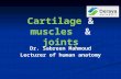 anatomy,muscles, joints, Dr.sabreen mahmoud