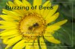 Gardening for Bee Pollinators   2011