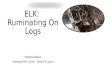 Elk ruminating on logs