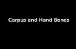 Slideshow: Carpus and Hand Bones