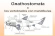 introducción gnathostomata y condrictios