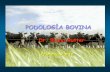 Podología bovina primera[1]