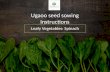 Spinach sowing instructions.pptx