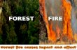 FOREST FIRE