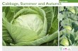 Summer and Autumn Cabbage Gardening Guides for Teachers
