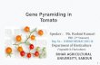 Gene pyramiding in tomato