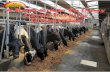 A Brief Guide to Dairy Cattle Feeding & Nutrition
