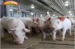 NABARD Pig Farming Project
