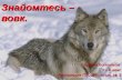 Презентація з природознавства "Знайомтесь – вовк" для 3 класу.