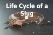 Slug presentation final