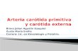 ARTERIAS CARÓTIDA PRIMITIVA Y CARÓTIDA EXTERNA