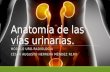 Anatomía de las vías urinarias