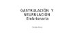 Gastrulación  y  neurulación embrionaria