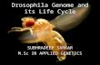 Drosophila Melanogaster  Genome And its developmental process