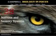 Biology in Focus - Chapter 38