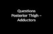 Questions: Posterior Thigh - Adductors