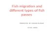 Fish migration and fish passes