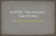 Coffee Varieties: Sarchimor