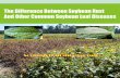 Difference Between Soybean Rust And Other Common Soybean Leaf Diseases1
