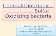 Chemolithotrophy                    sulfur oxidation metabolism