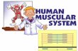 Muscular system dandan