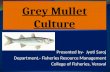 Grey mullet culture