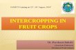 Intercropping in fruit crops