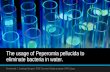 The usage of peperomia pellucida to eliminate bacteria