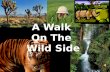 A walk on the wild side project