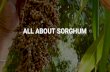 All About Sorghum and Sorghum Syrup